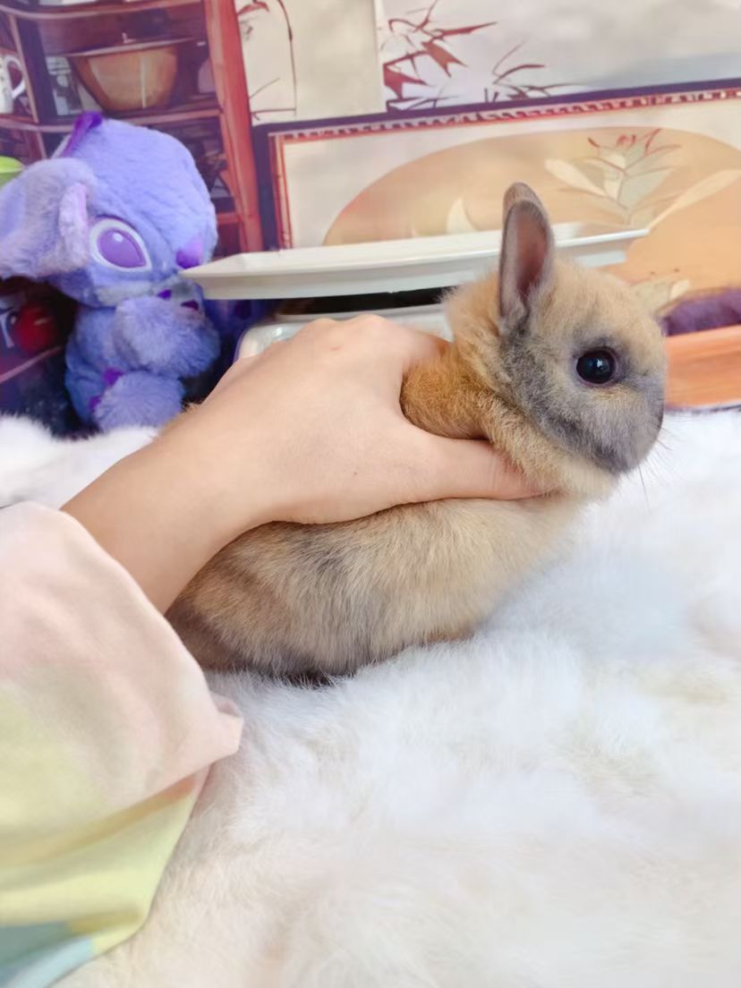 特价双血虎斑侏儒兔